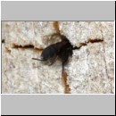 Gasteruption assectator - Gichtwespe w01c 10mm - OS-Insektenhotel det.jpg